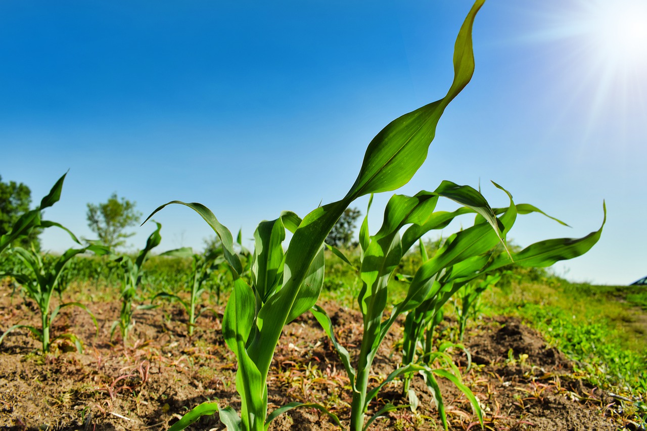 agricultural consulting